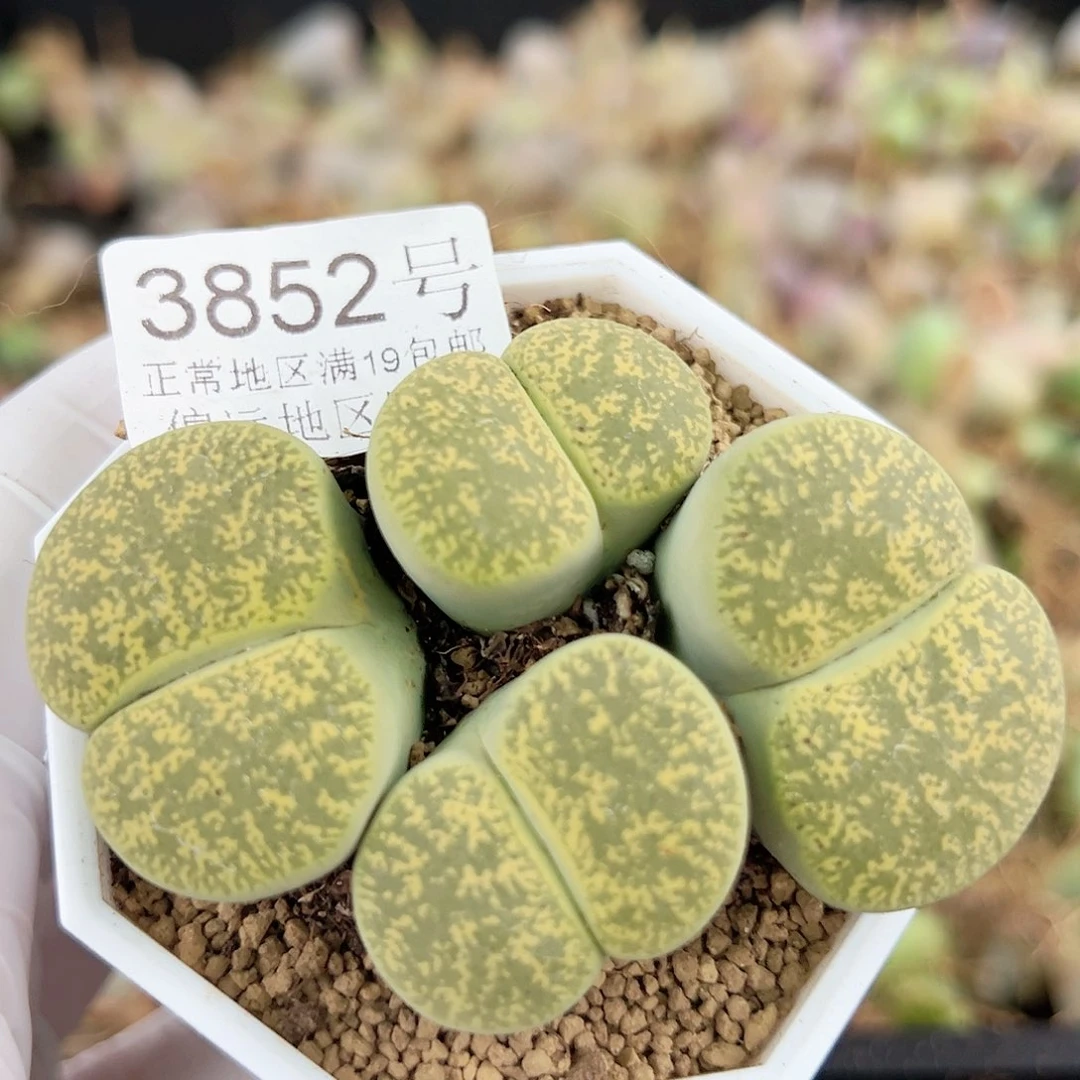 3852 好养易活生石花大母本