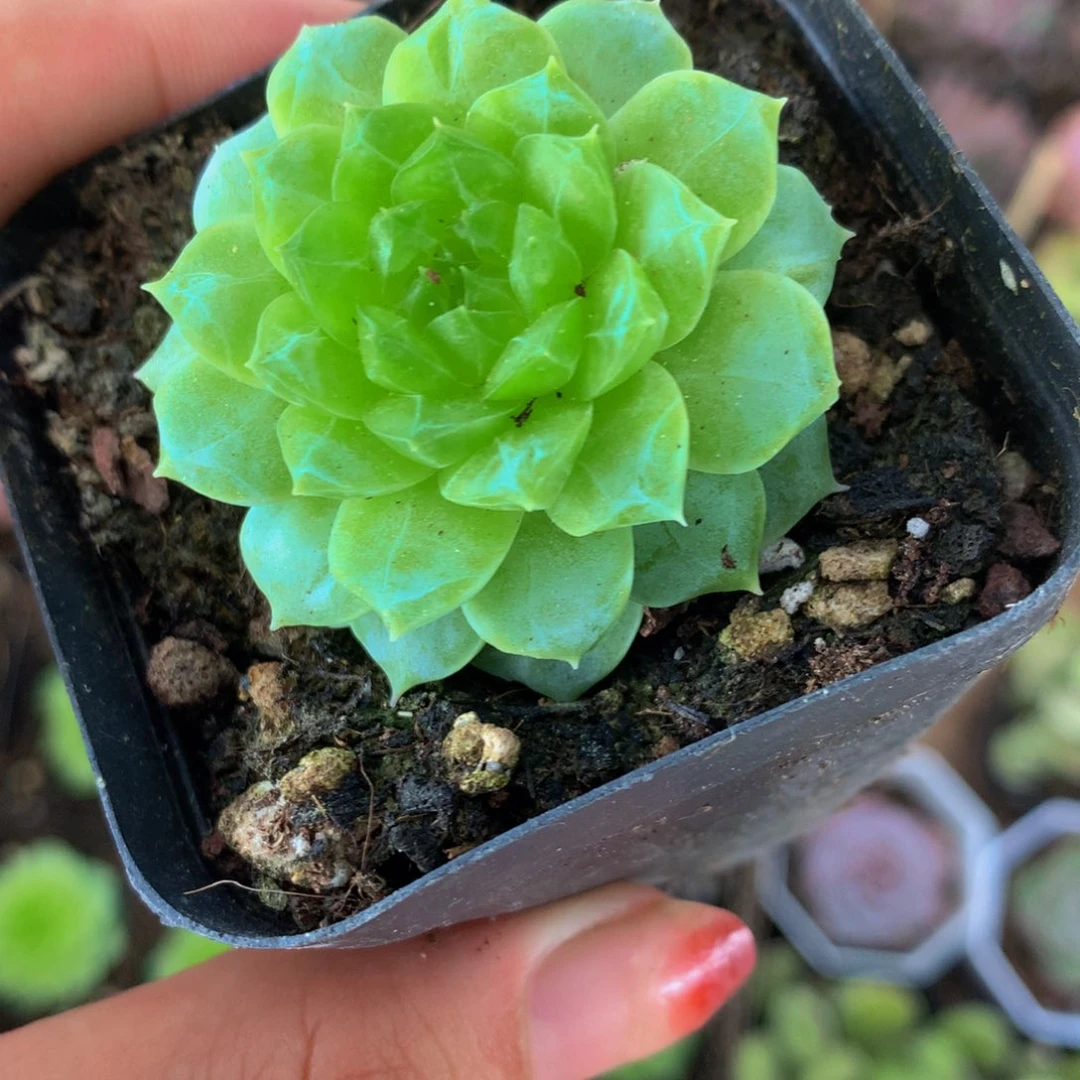 牛油果 珍妮 （满9.99包邮不满9.99发叶子）