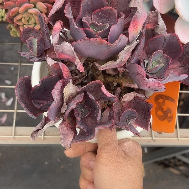 两单包邮，一物一拍68秀妍