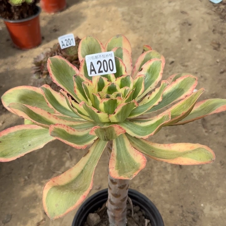 艳姿锦……多肉植物……