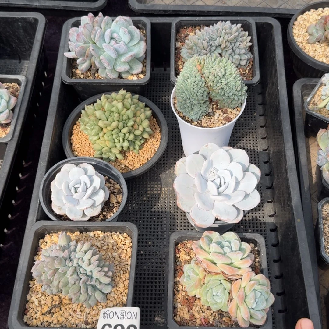 8颗一起一物一拍的389