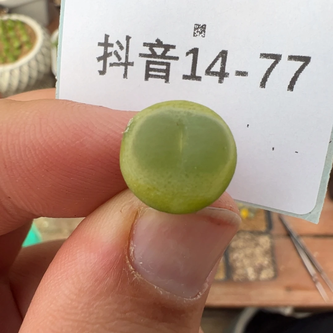 14-77肉锥多肉植物