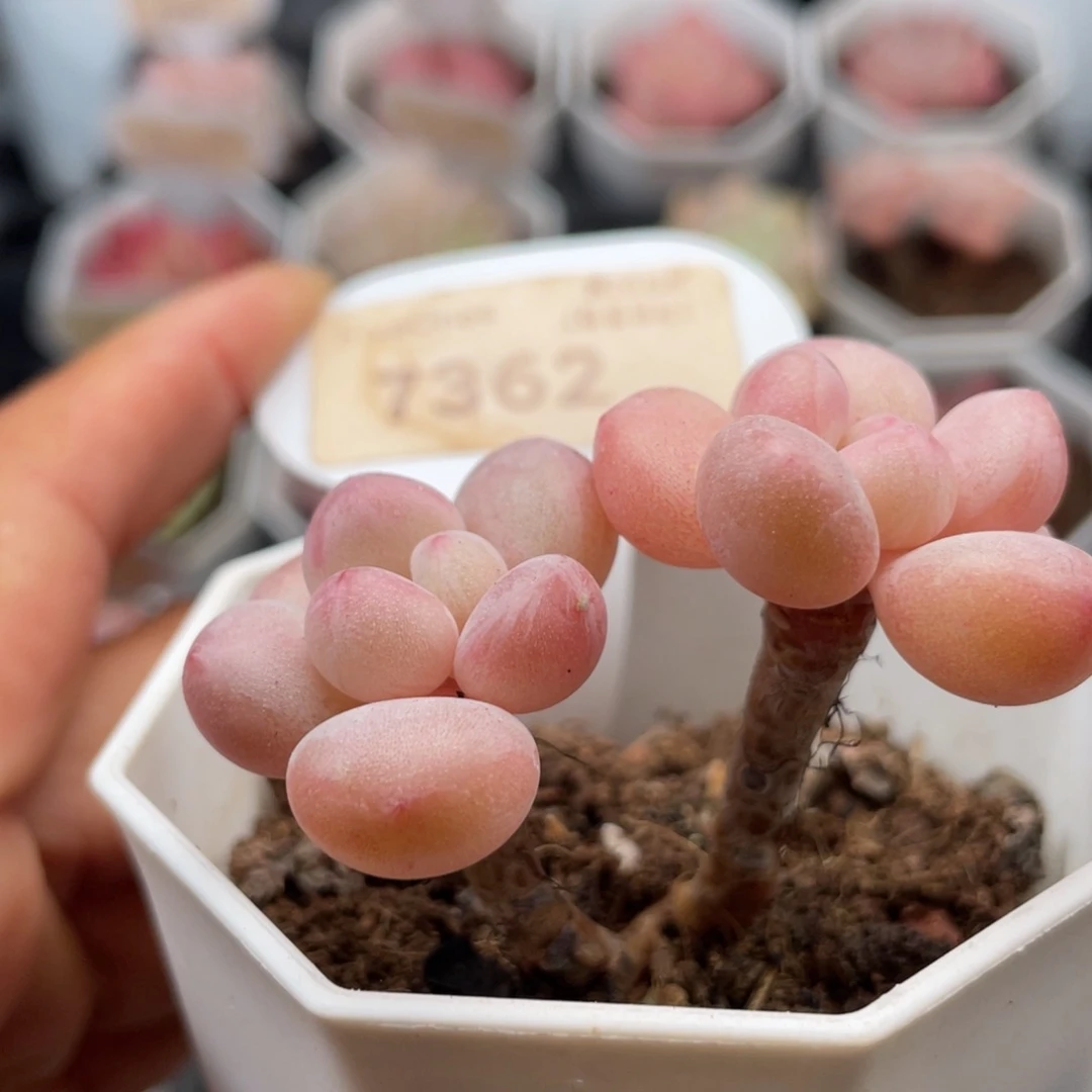 泡泡糖7362-5.0厘米
