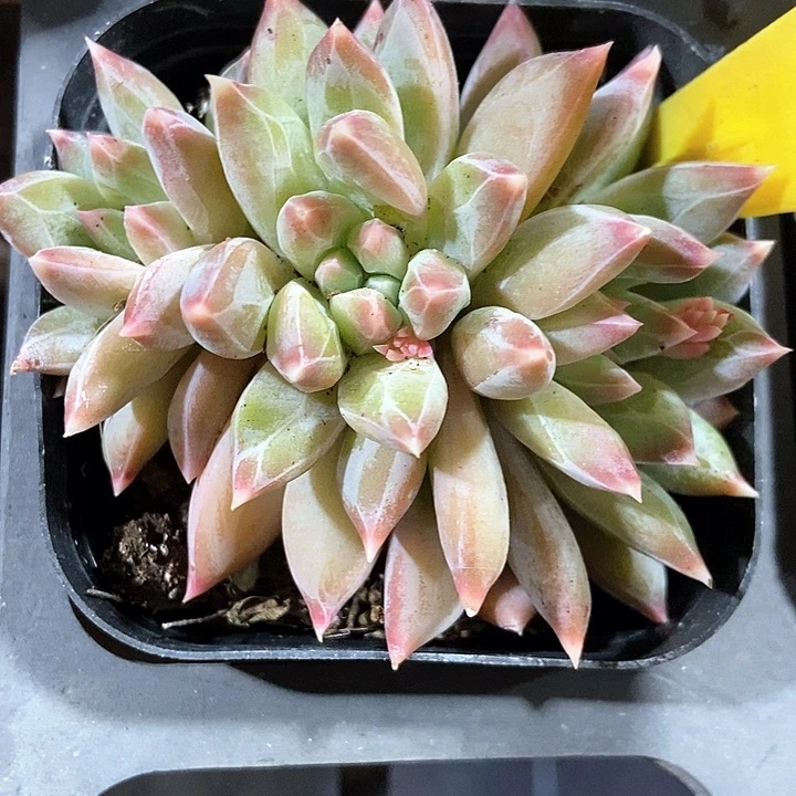 多肉植物暗纹561