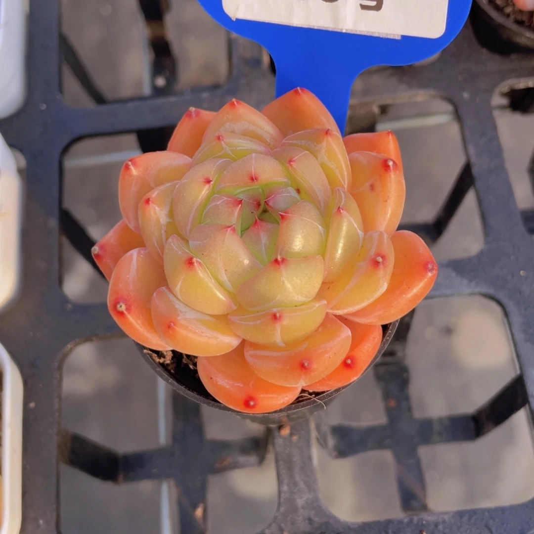 688号 孤品钻石珍妮新品