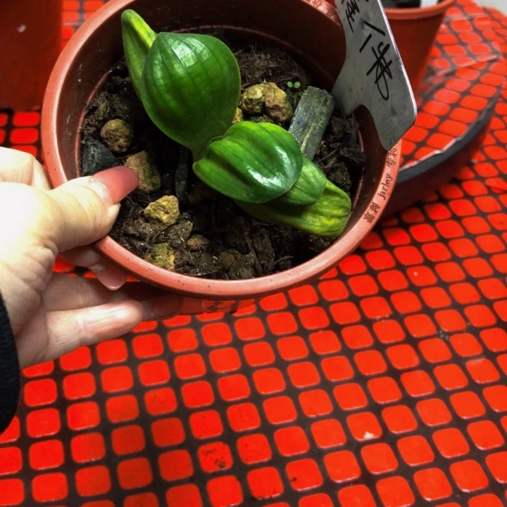 完全开放君子兰686