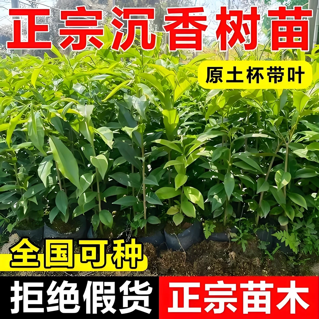 正宗沉香树苗奇楠沉香苗庭院名贵苗木珍贵药材海南沉香木苗绿化苗