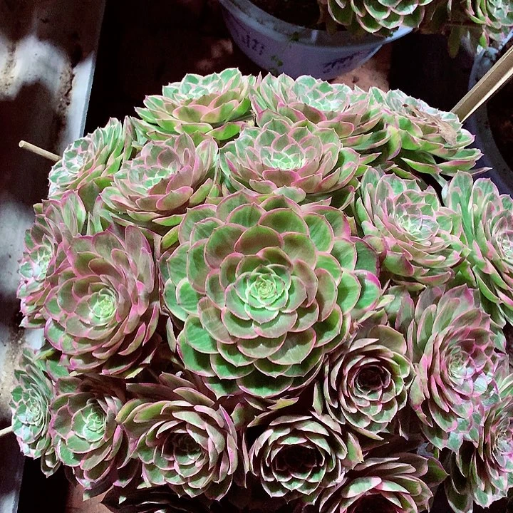 大莲花座，多肉植物