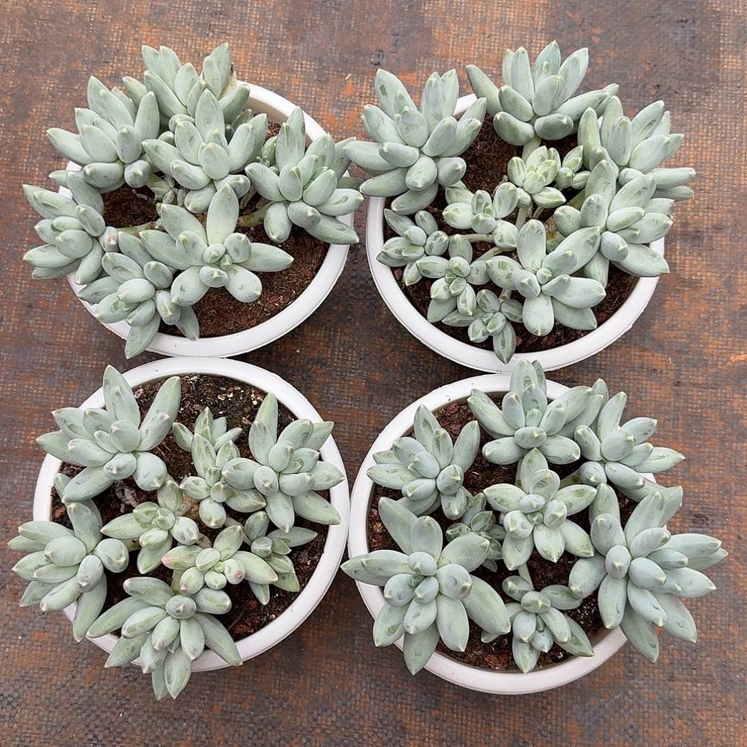 松果美人整无砍群生多肉