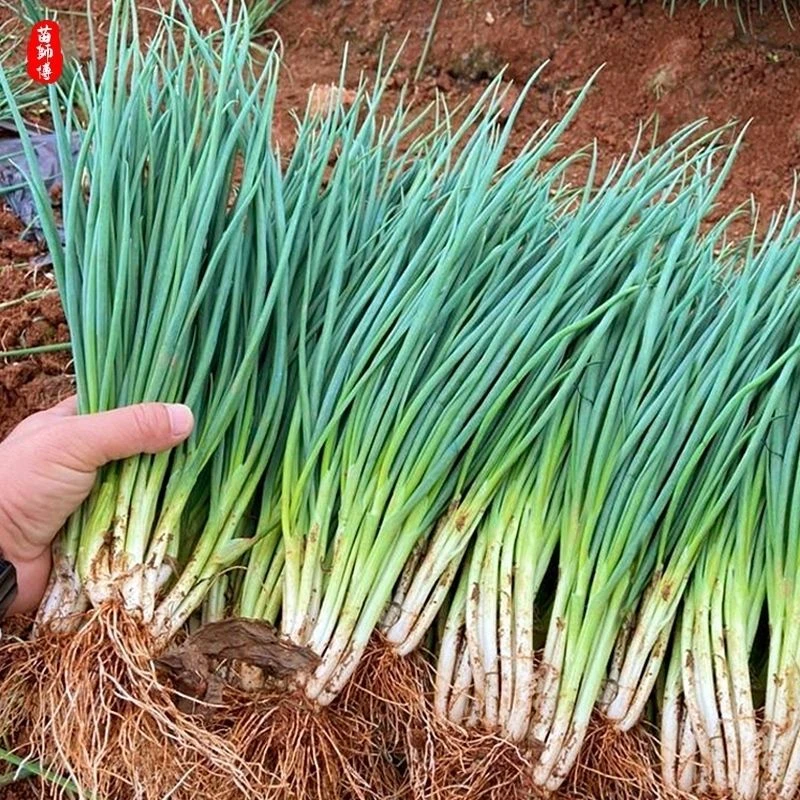 韭菜籽香葱种子四季高产小香葱种子家庭阳台盆栽蔬菜