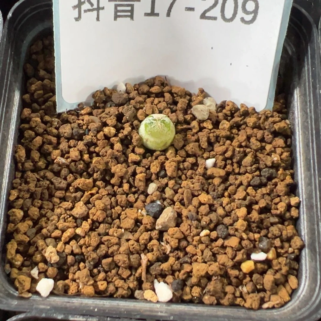 17-209小葫芦多肉植物，