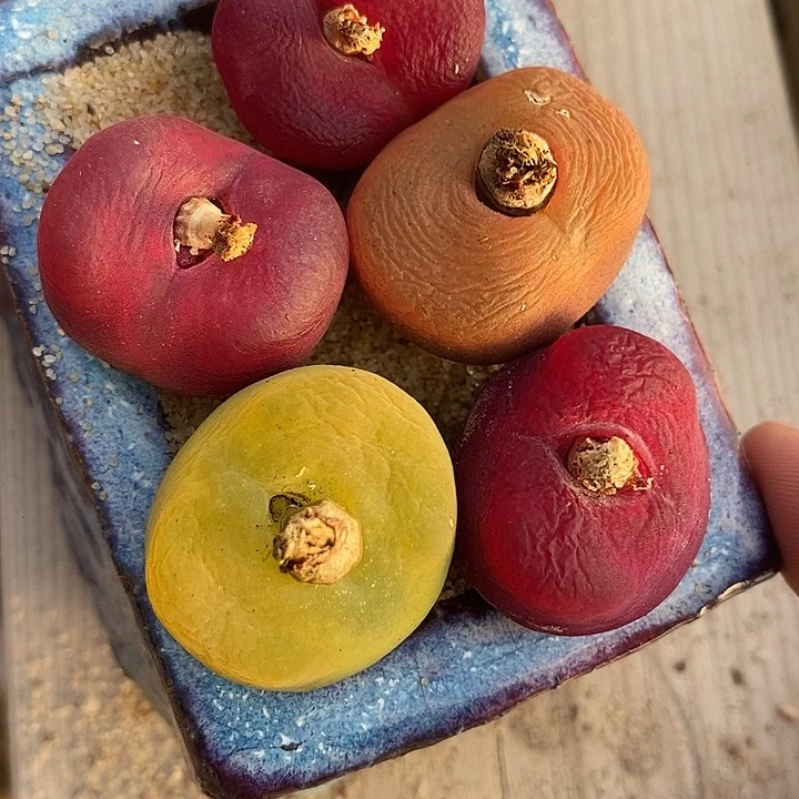 29508一组五颗母本