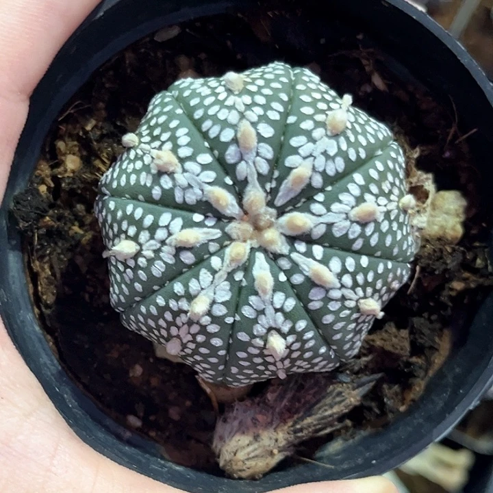 4.6cm成田小奇迹一物一拍