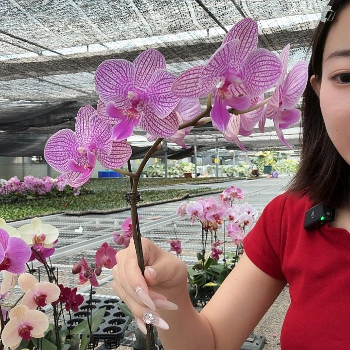 完全开放058 带花 无售后