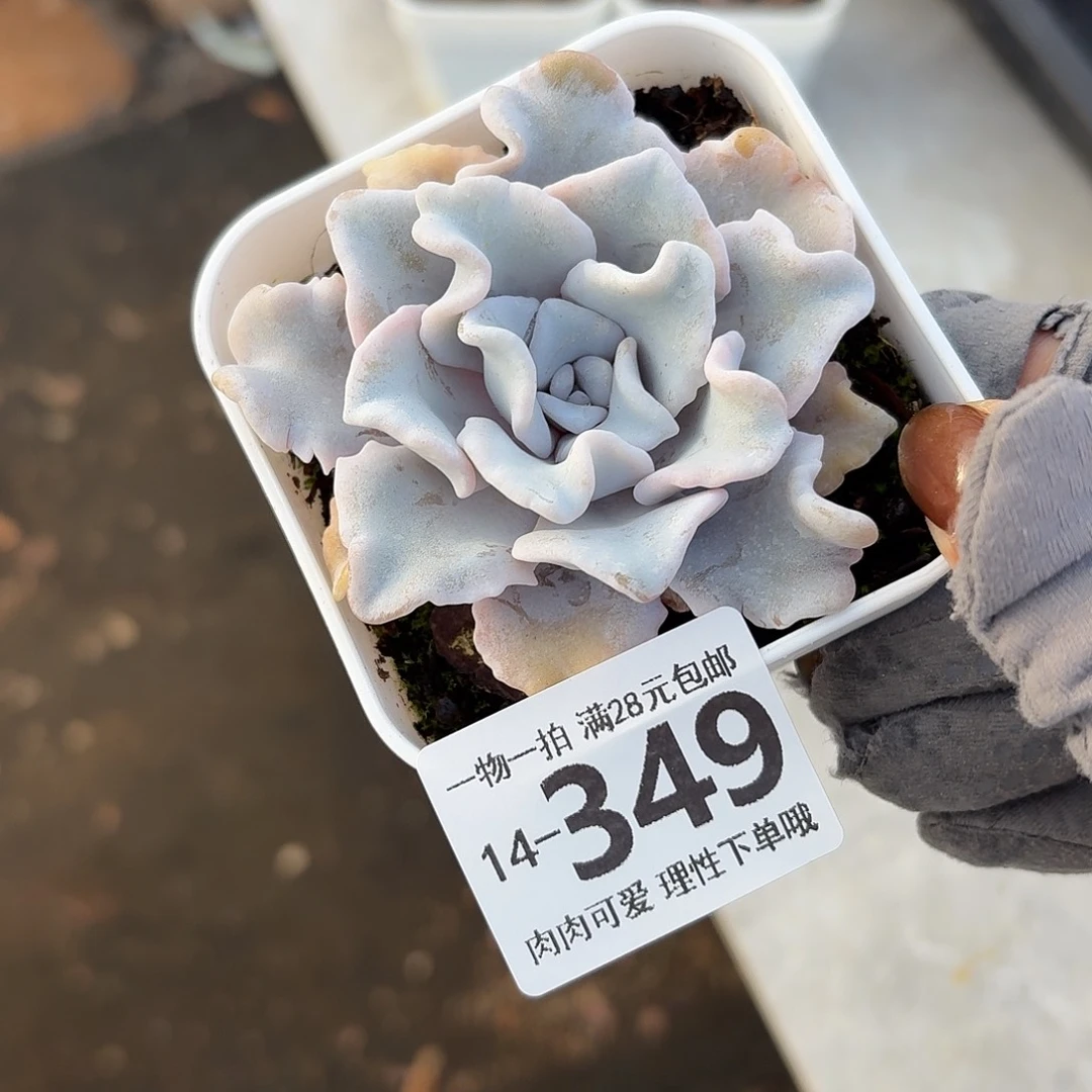 芭蕾舞者无盆土发货无
