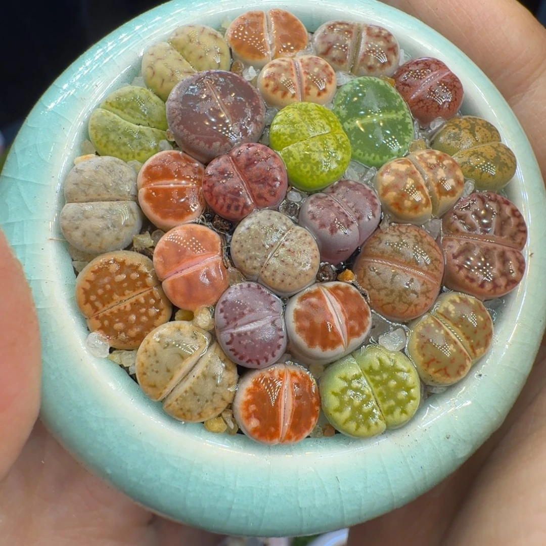 多肉植物开播福利冲1048