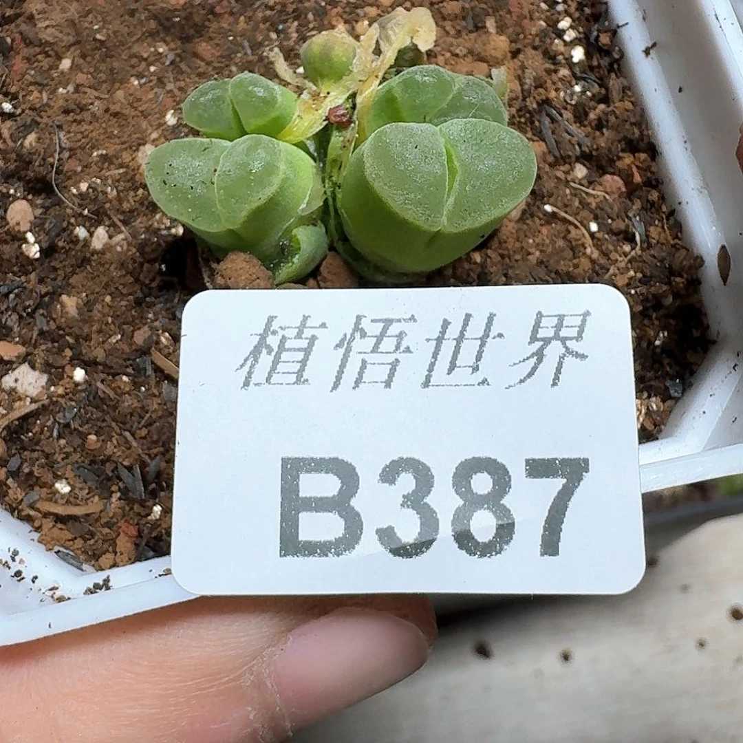 387号多肉植物而出
