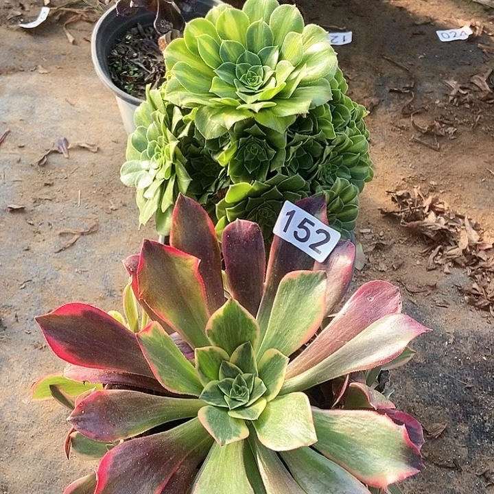金丝雀夜光杯特价不包断152