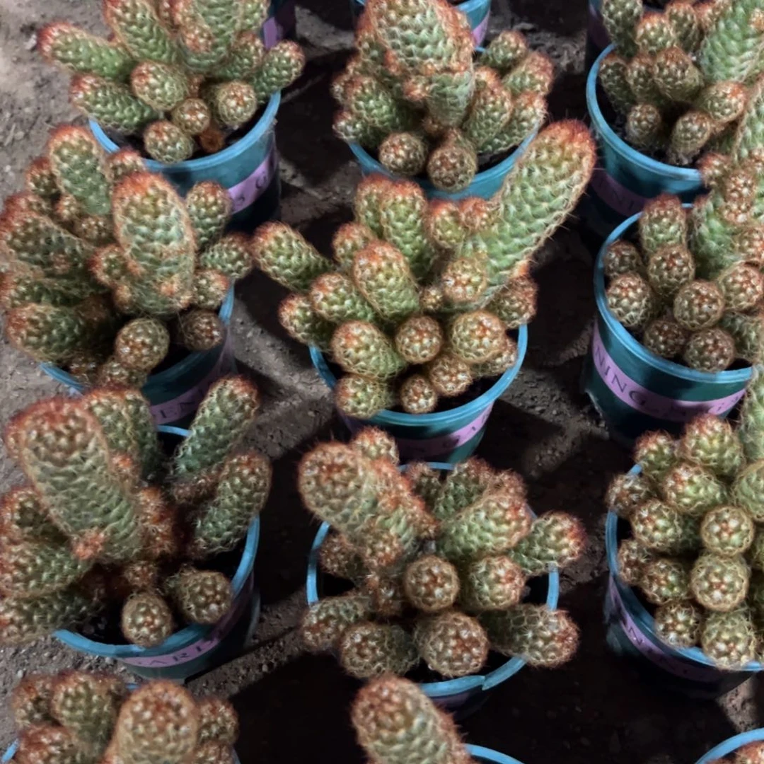 金手指群生随机一颗