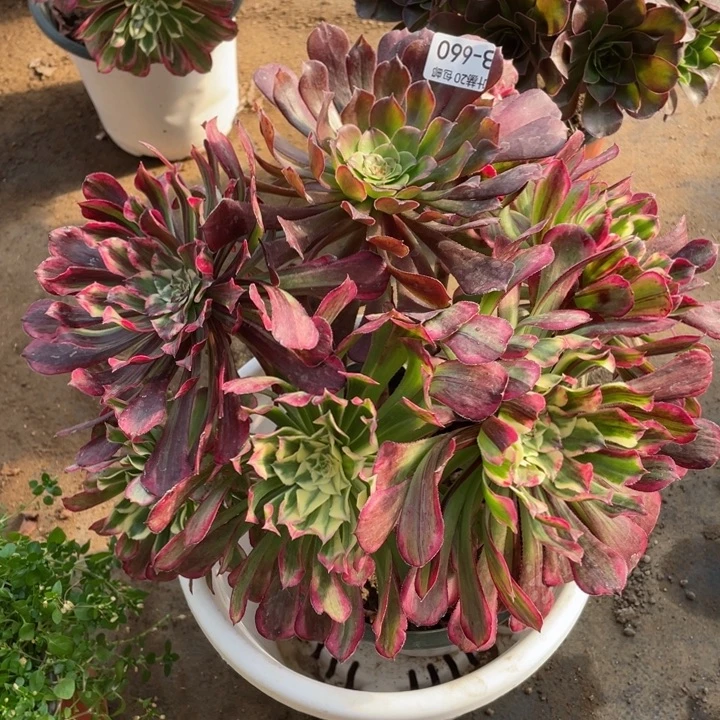 660铜花顺多肉1，113456789