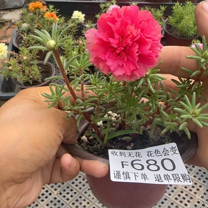 无花朵F680超小苗盆口10cm