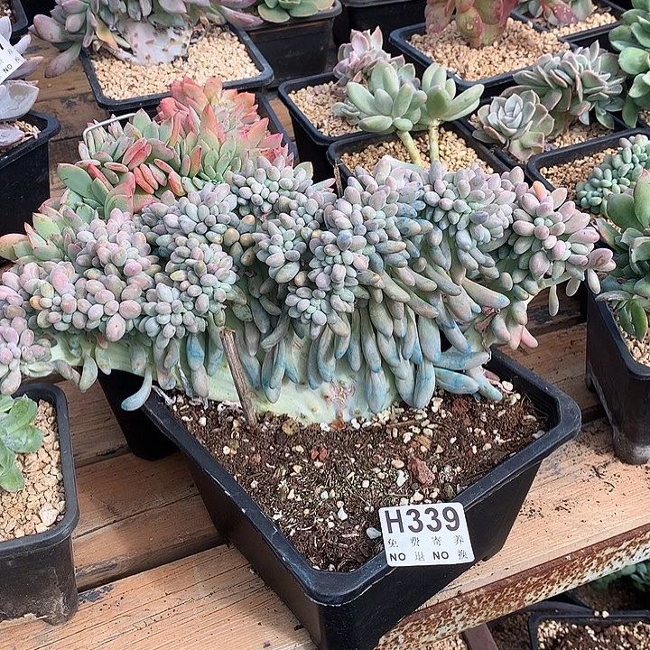 汤圆缀化 非偏远38包邮 节后发