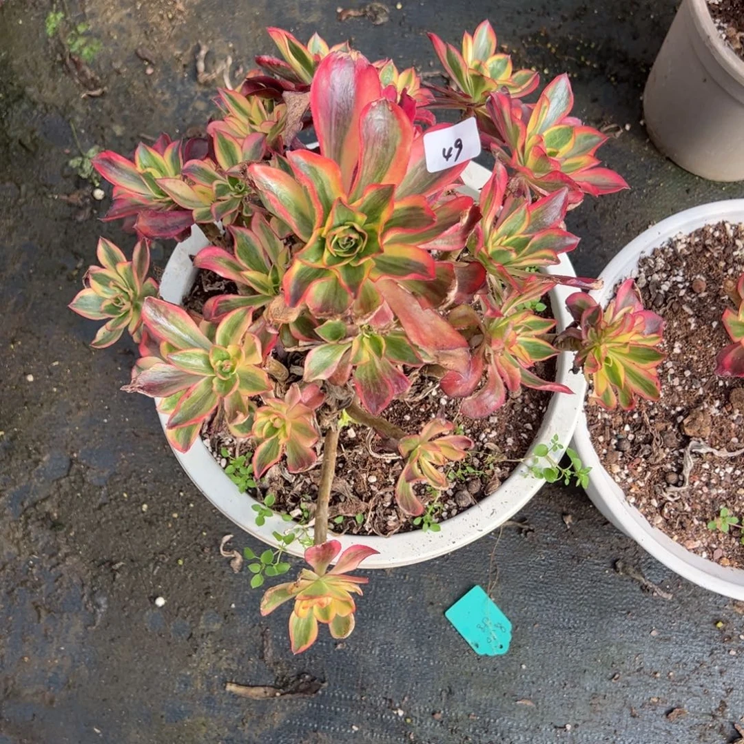 49魅影一颗有瑕疵多肉