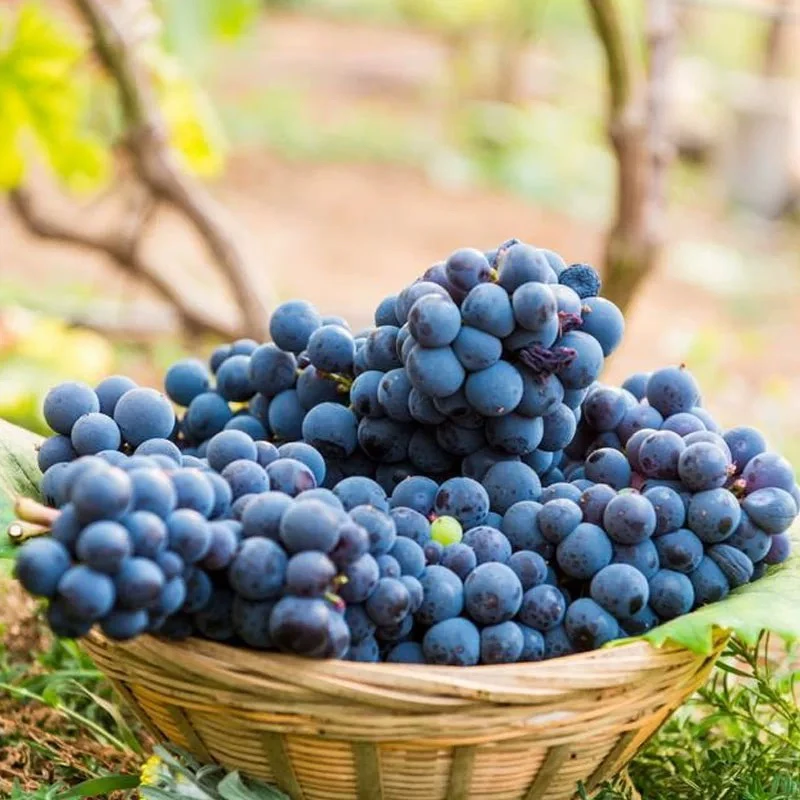 东北特产农家果园脆甜多汁Q弹康贝尔葡萄新鲜现摘当季水果