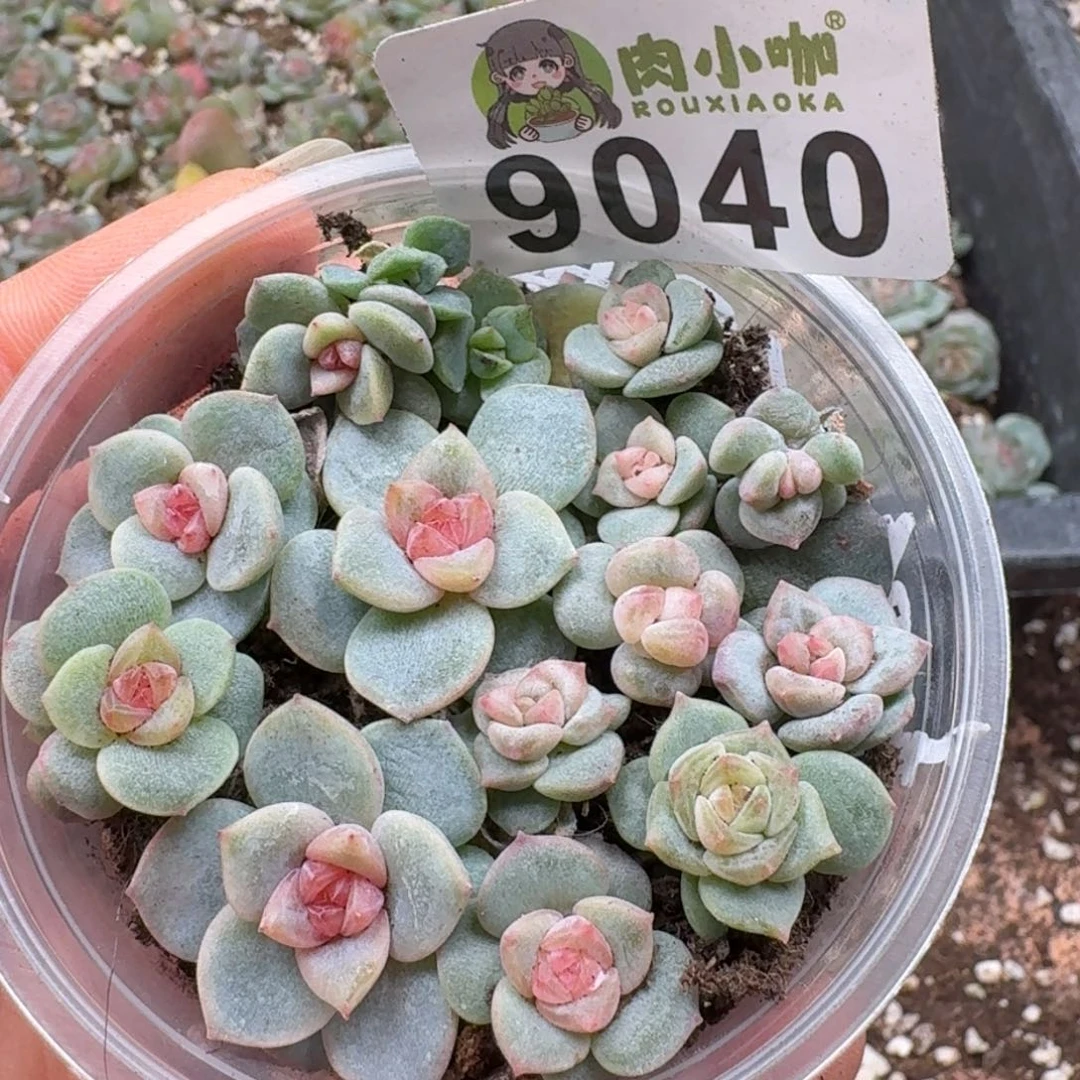 多肉植物多肉植物