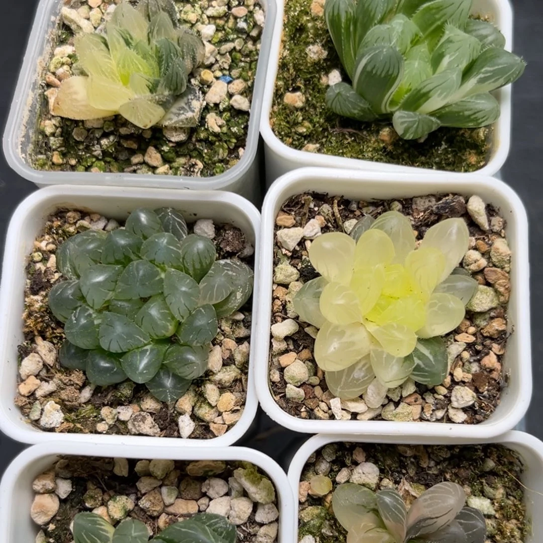 恭喜发财大吉大利1068