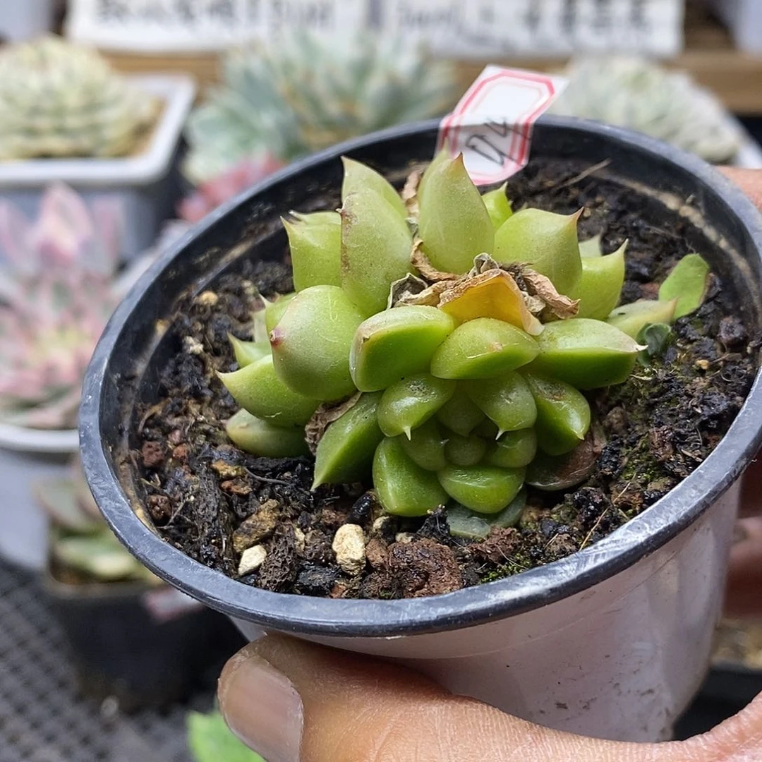 2294 皮艾拉珍妮 3 头