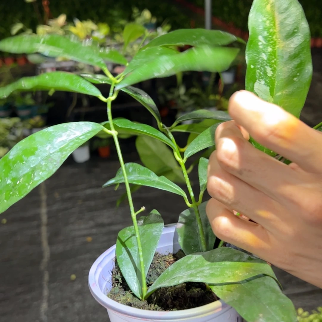 ****y无花朵康鹏那球兰