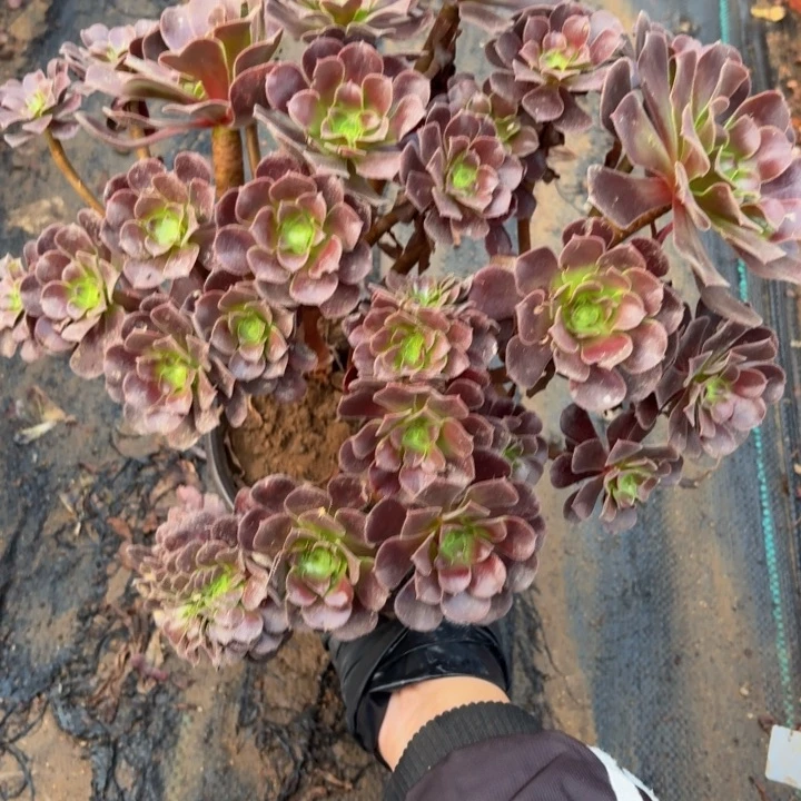 欧紫多肉植物不包损526