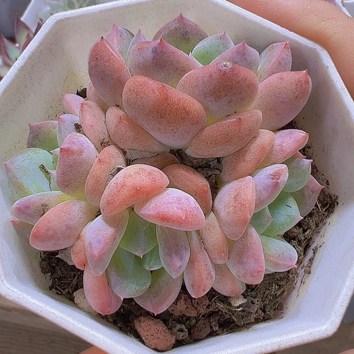k18群19包邮多肉植物