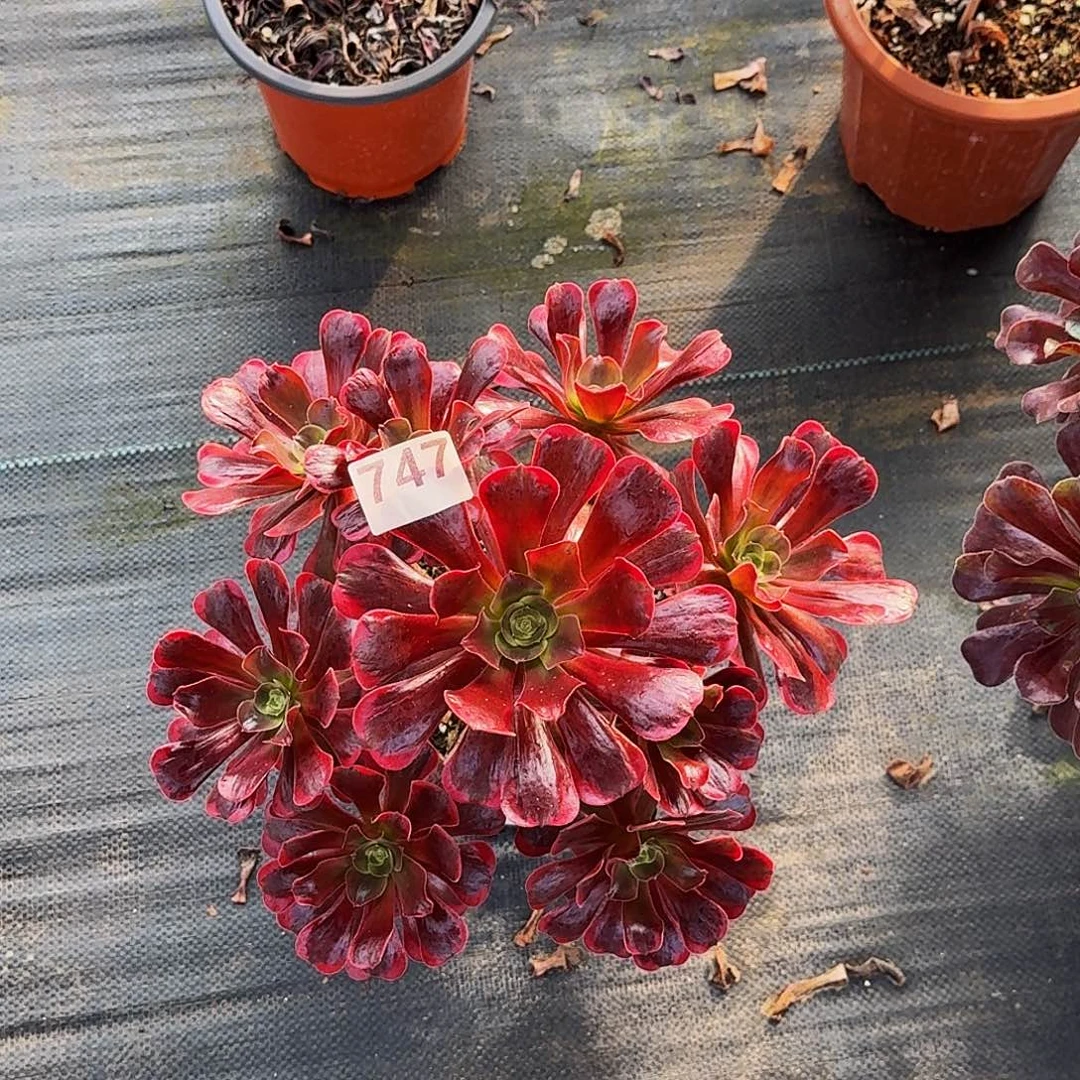 747爱神冠服30公分