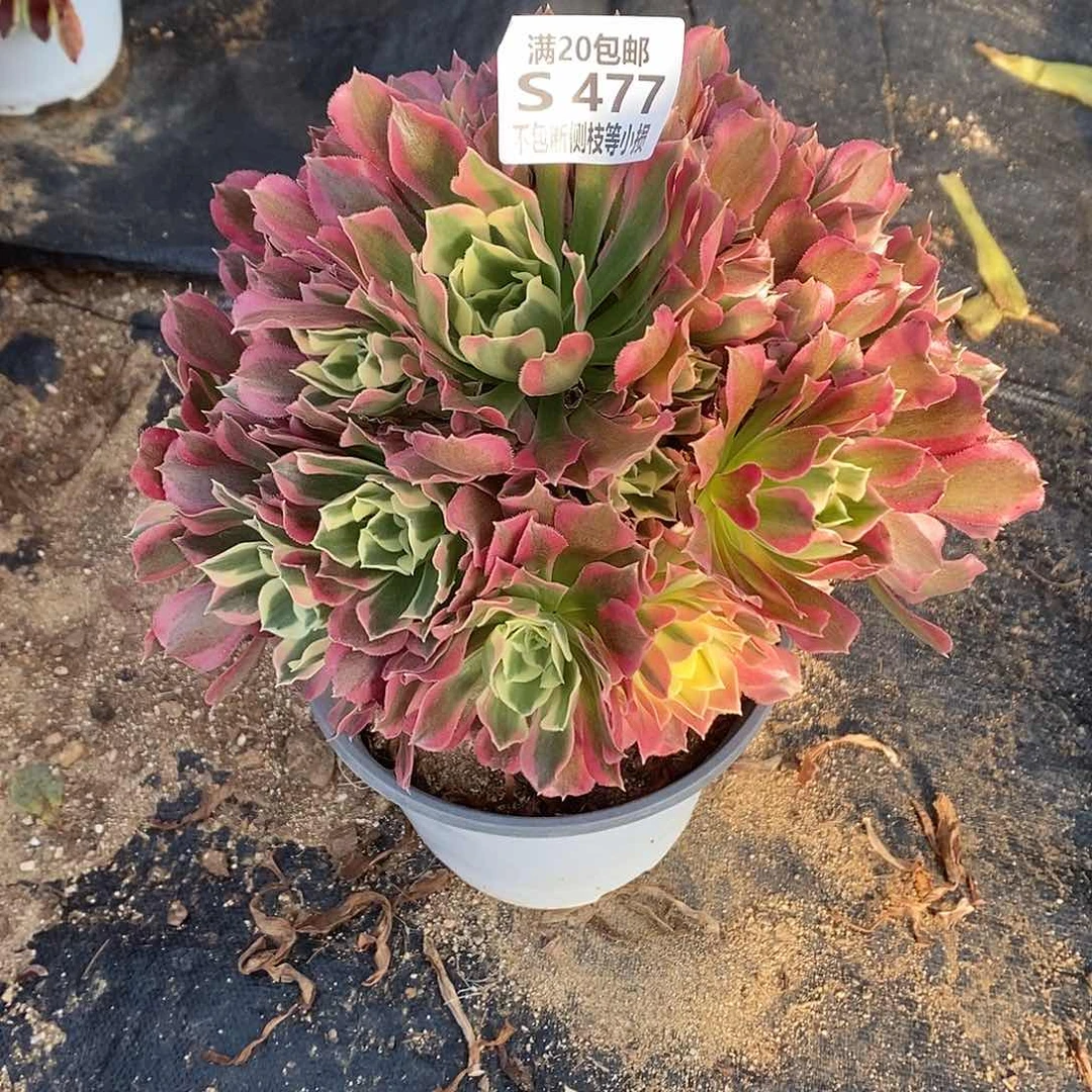 477雨花石多肉法师锦