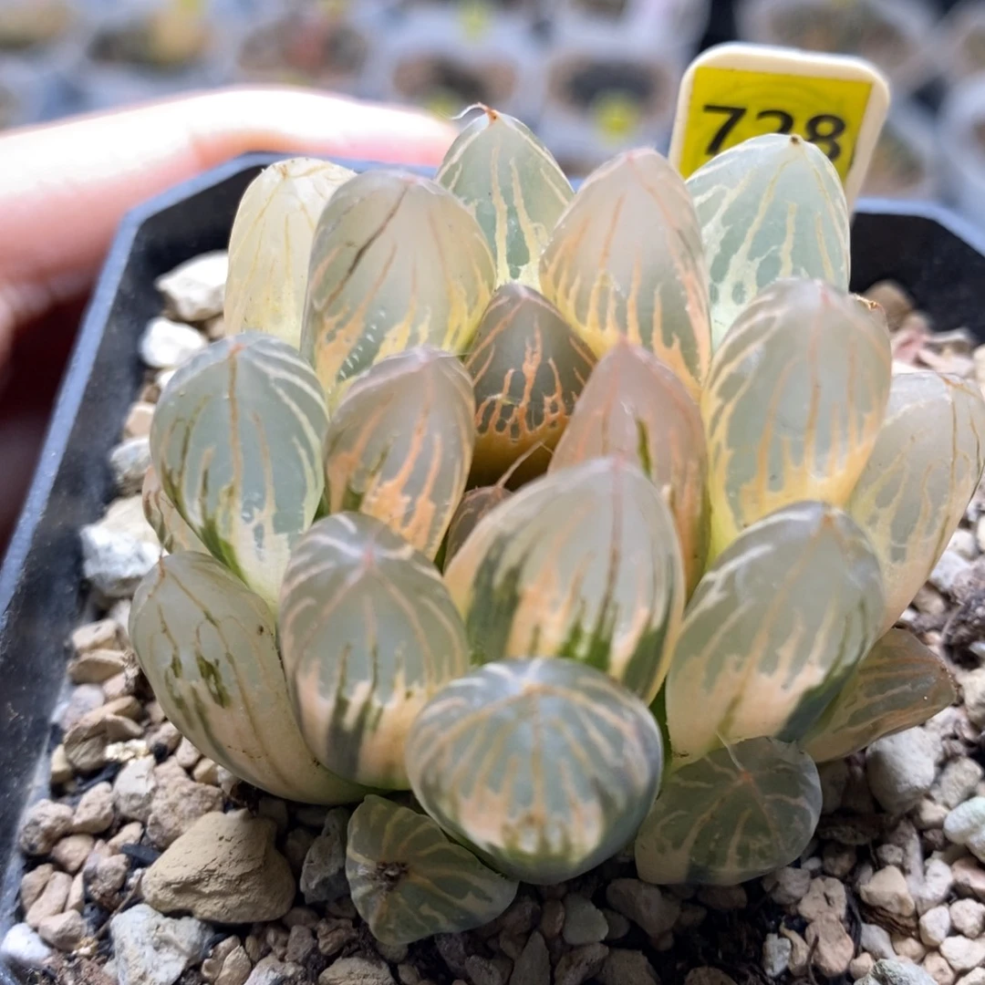 728号糊斑胭脂玉露锦