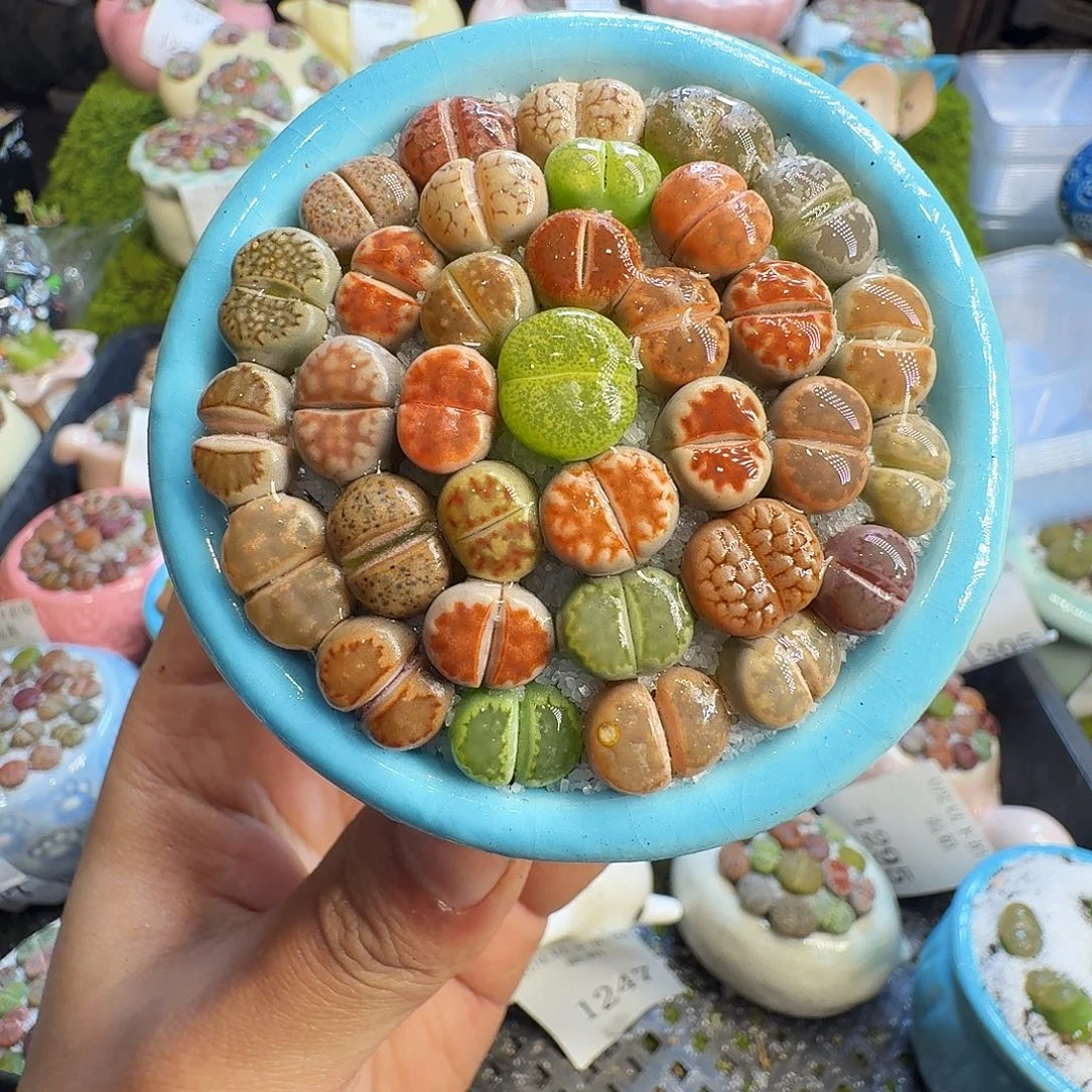 多肉植物的生长发育和1325