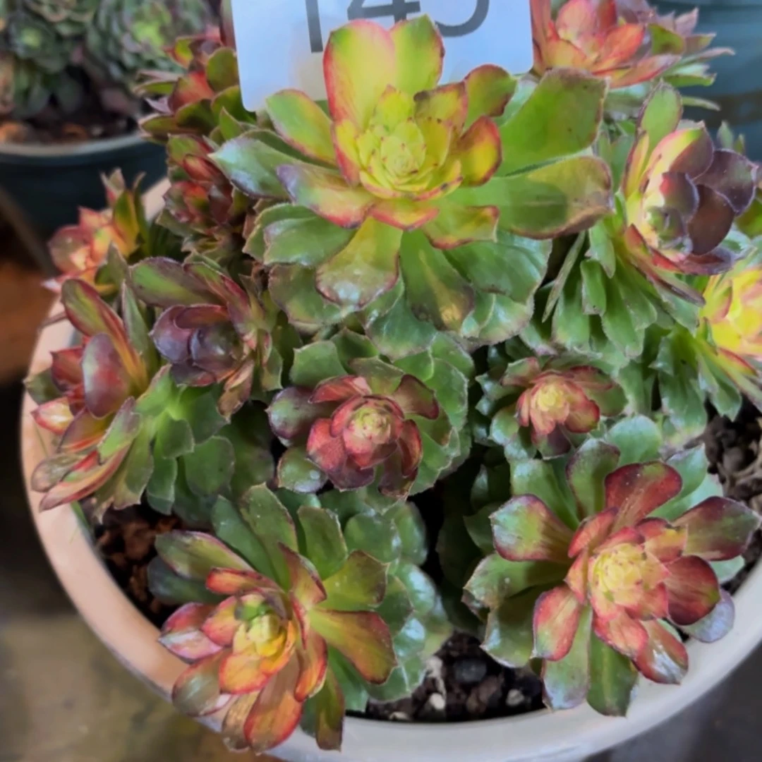 哈哈多肉葡萄福利145