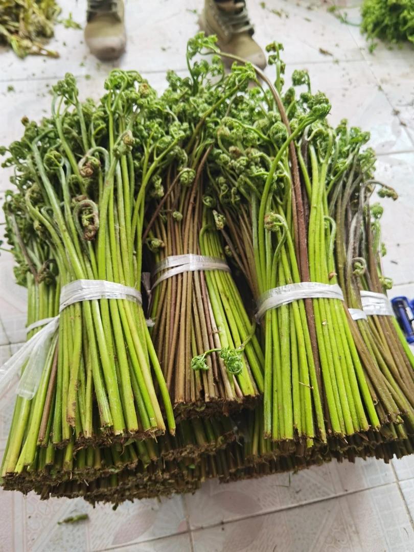 东北蕨菜纯天然山菜当季新货东北特产