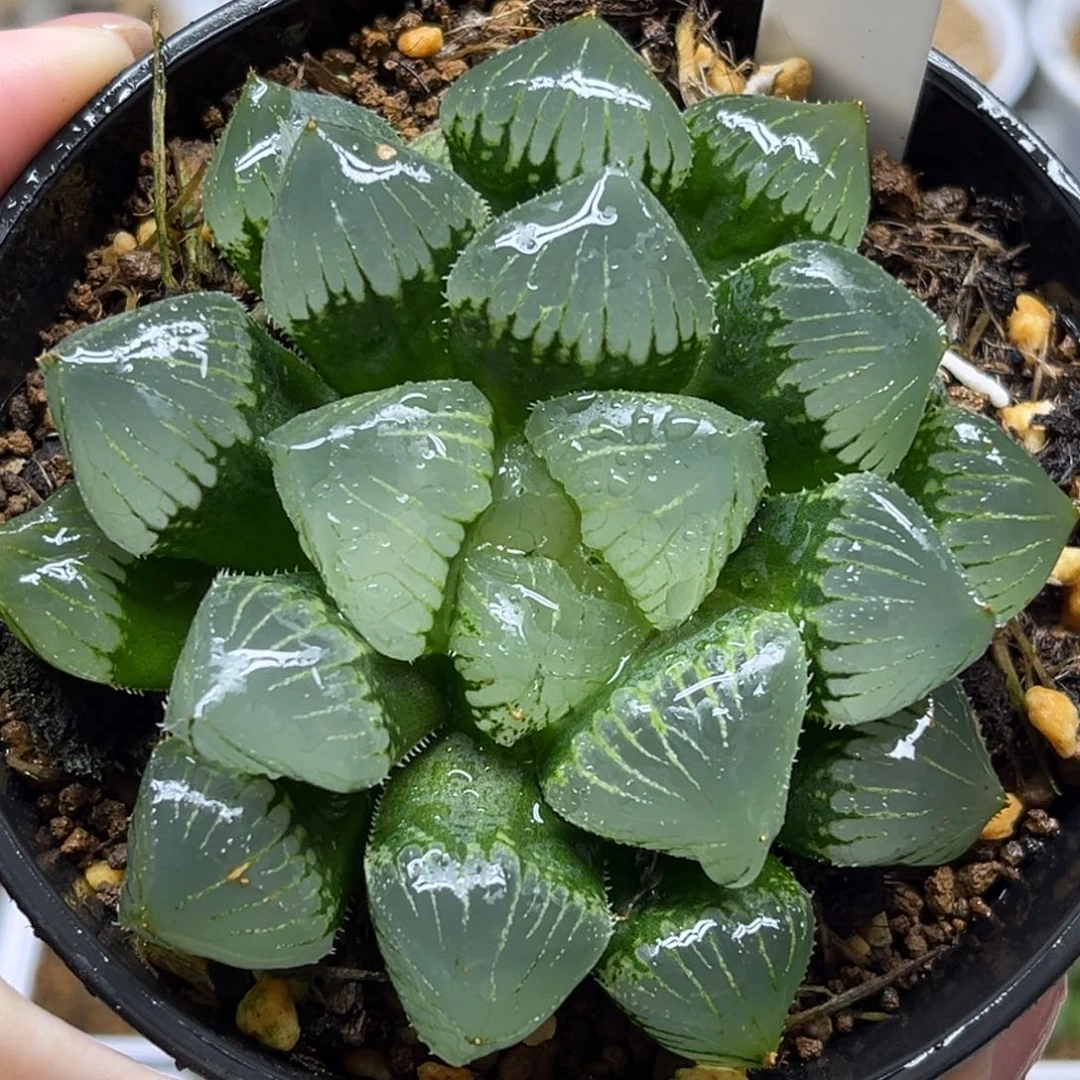 30糯玉露福利专场