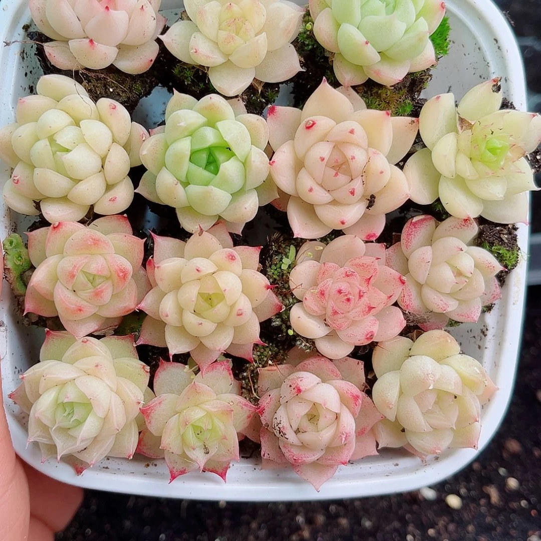 1-736 新疆西藏内蒙不发零度以下拍保温箱不拍不包损