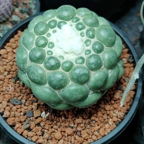 伤***磊自根无刺象牙，快要开花了