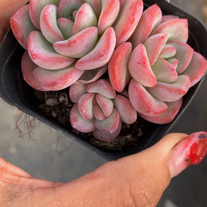 泡芙三头 一物一拍