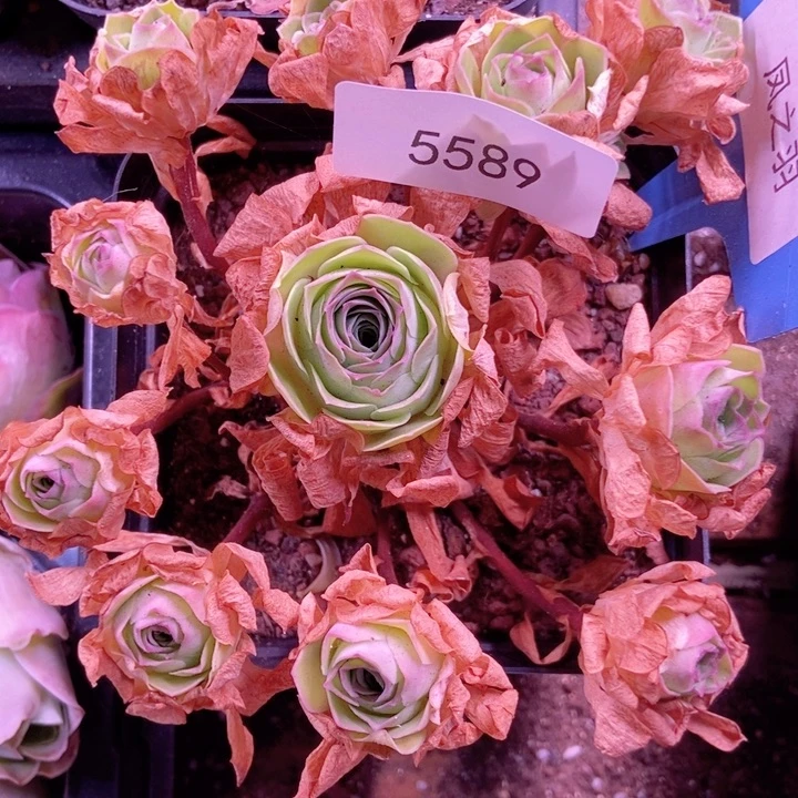 5589山地玫瑰花群