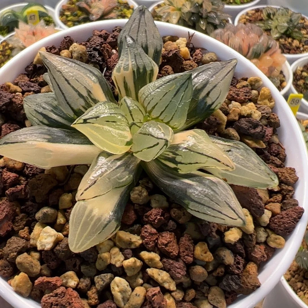 西瓜寿锦11111111111