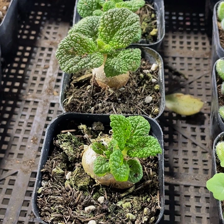 断崖王子带盆土发