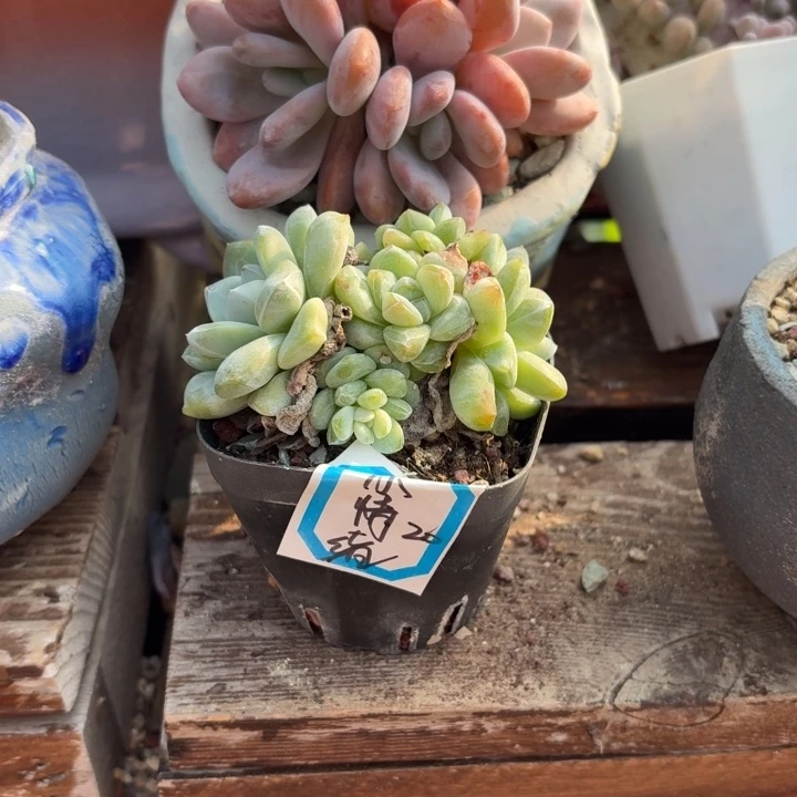 多肉植物冰玉冰玉