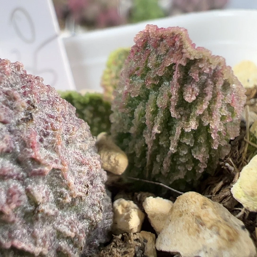 w冰晶刺款实生新品多肉植物