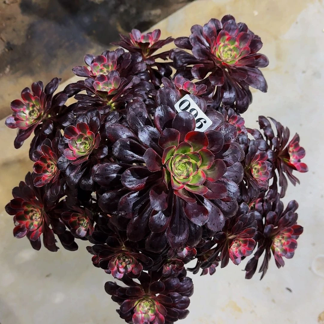 096丽娜多肉植物